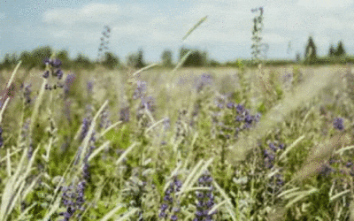 ISO 14001 als Wettbewerbsvorteil – Nachhaltigkeit messbar gemacht